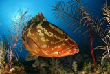 A06 Howard Rosenstein, Nassau Grouper, Cuba, דקר ואלמוגים 