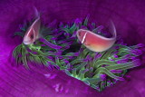 B05 Noam-Purple love - Pink anemone fish Papua New Guinea- דג השושנון  &#