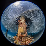 C14 Noam Kortler Lionfish hunting silversides, Eilat on the Red Sea       צייד הזה