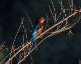 White Throated Kingfisher