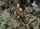 Eurasian Marsh Harrier