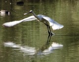 Spoonbill