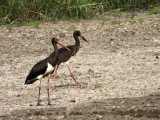 Black Stork