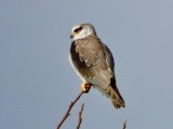 Black Winged Kite