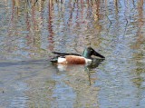 Northern Shoveler