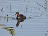 Little Grebe