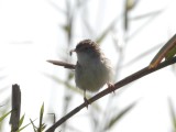 Graceful Prinia