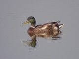 Mallard