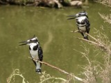 Pied Kingfisher 