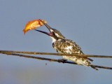 Pied Kingfisher