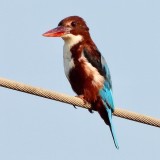 IMG_4464.JPG