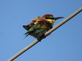 European Bee-Eater