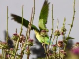 IMG_7844.JPG