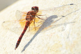 Red Rock Skimmer male - Paltothemis lineatipes 