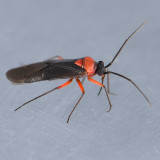 Tiny Beetle