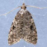 3583 Anopina triangulana