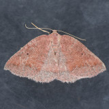 6692  Drepanulatrix monicaria