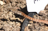 San Joaquin Coachwhip