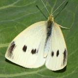 Cabbage White