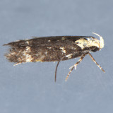 Unidentified Gelechiidae