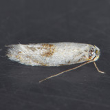 Unidentified Micros
