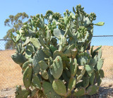 Burbank opuntia cactus pears