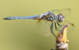 Young Blue Dasher male