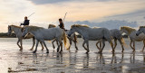 La Camargue (France)