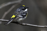 Paruline  croupion jaune