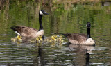 New Family On The Pond