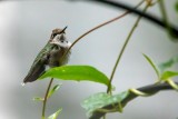 Immature Male Ruby-throated Hummingbird