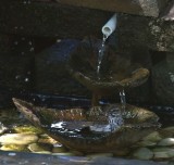 Song Sparrow Bathing