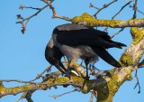 Cornacchia grigia (Corvus cornix)