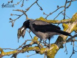 Cornacchia grigia (Corvus cornix)