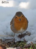Pettirosso (Erithacus rubecula)