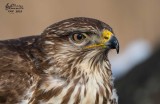 Poiana (Buteo buteo)