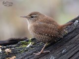 Scricciolo (Troglodytes troglodytes)