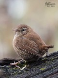 Scricciolo (Troglodytes troglodytes)