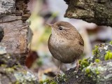 Scricciolo (Troglodytes troglodytes)