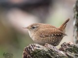Scricciolo (Troglodytes troglodytes)