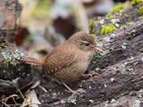Scricciolo (Troglodytes troglodytes)