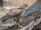 Poiana (Buteo buteo)