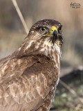 Poiana (Buteo buteo)
