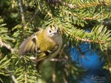 Regolo (Regulus regulus)
