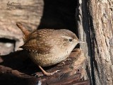 Scricciolo (Troglodytes troglodytes)