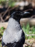 Cornacchia grigia (Corvus cornix)