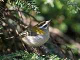 Fiorrancino ( Regulus ignicapilla)
