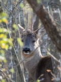Capriolo (Capreolus capreolus)
