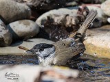 Capinera (Sylvia atricapilla)
