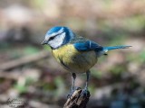 Cinciarella (Cyanistes caeruleus)